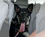 Small #1 German Shepherd Dog
