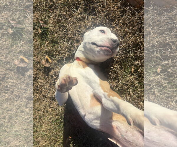 Medium Photo #6 Bulldog-Unknown Mix Puppy For Sale in Raleigh, NC, USA