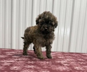 Poodle (Miniature) Puppy for sale in CURTISS, WI, USA
