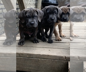 Cane Corso Puppy for sale in MILWAUKEE, WI, USA