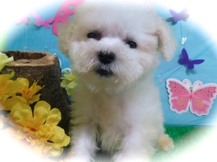 Mal-Shi Puppy for sale in HAMMOND, IN, USA