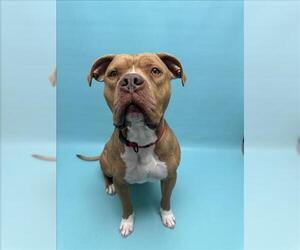 American Staffordshire Terrier-Unknown Mix Dogs for adoption in Fort Collins, CO, USA