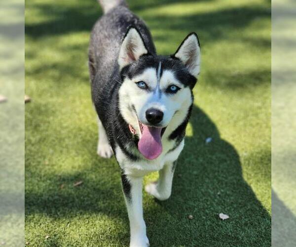 Medium Photo #2 - Mix Puppy For Sale in Edmond, OK, USA