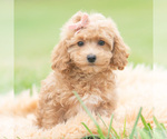Puppy Petunia Maltipoo (Miniature)
