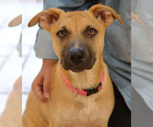 Mutt Dogs for adoption in Germanton, TN, USA