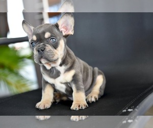 French Bulldog Puppy for sale in BIG SANDY, TN, USA