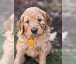 Golden Retriever-Goldendoodle Mix Puppy for sale in MILLERSBURG, OH, USA