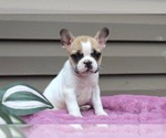 Small Photo #7 French Bulldog Puppy For Sale in LIBERTY, KY, USA