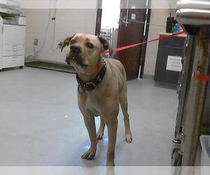 Mutt Dogs for adoption in Fayetteville, NC, USA