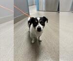 *MARK SLOAN - Male Chihuahua-Unknown Mix Dog for Adoption - Small photo