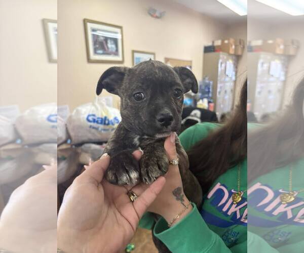 Medium Photo #3 Mutt Puppy For Sale in Martinsburg, WV, USA
