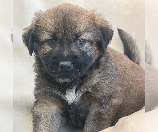 Medium Photo #1 Labrador Retriever-Unknown Mix Puppy For Sale in San Diego, CA, USA