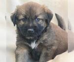 Small Labrador Retriever Mix