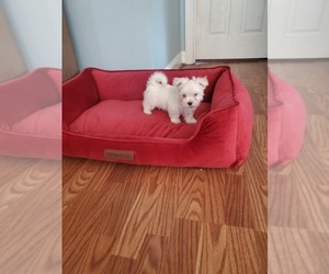 Maltese Puppy for sale in SUPPLY, NC, USA