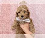 Small #2 Goldendoodle (Miniature)
