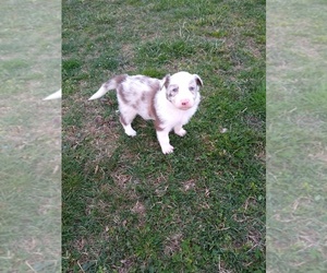 Border Collie Puppy for sale in WEST LIBERTY, KY, USA