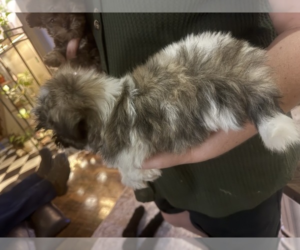 Medium Photo #4 Mal-Shi Puppy For Sale in DINWIDDIE, VA, USA