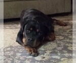 Litter of 9 - Male(s) and Female(s) RottweilerLitter of Puppies for Sale - Photo #40