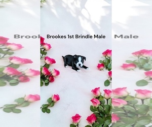 Boston Terrier Puppy for sale in EWING, KY, USA