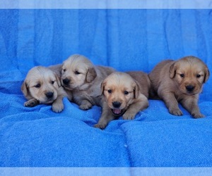 Golden Retriever Puppy for sale in OROVILLE, CA, USA
