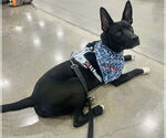 Small #1 American Pit Bull Terrier-German Shepherd Dog Mix