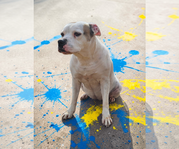 Medium Photo #45 Bullboxer Pit Puppy For Sale in McKinney, TX, USA