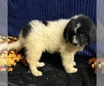 Small Photo #37 Newfoundland Puppy For Sale in AURORA, IN, USA