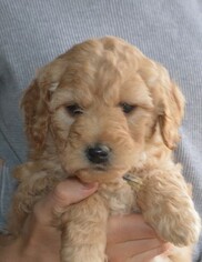 Labradoodle Puppy for sale in AUGUSTAVILLE, PA, USA