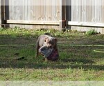 Small Photo #6 American Bully Puppy For Sale in CRESTVIEW, FL, USA
