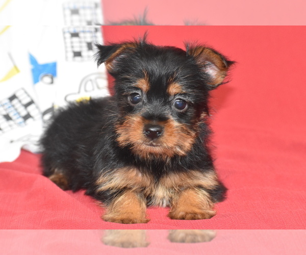 Medium Photo #3 Yorkshire Terrier Puppy For Sale in ELDORADO, OH, USA
