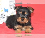 Small #2 Yorkshire Terrier