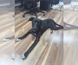 Labrador Retriever Puppy for sale in BREWSTER, NY, USA