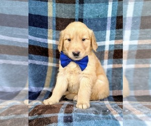 Golden Retriever Puppy for sale in COLERAIN, PA, USA