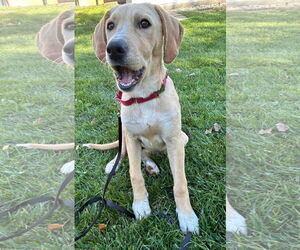 Labrador Retriever-Unknown Mix Dogs for adoption in Germantown, OH, USA