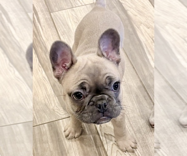 Medium Photo #2 French Bulldog Puppy For Sale in CANYON, TX, USA