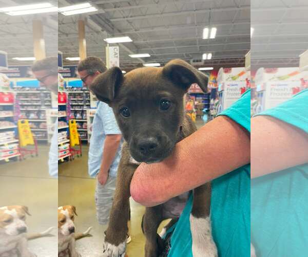 Medium Photo #1 Labrador Retriever-Unknown Mix Puppy For Sale in Holly Springs, NC, USA