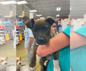 Labrador Retriever-Unknown Mix Dogs for adoption in Holly Springs, NC, USA