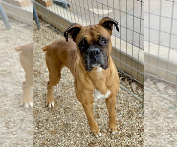 Medium Photo #6 Boxer Puppy For Sale in Austin, TX, USA
