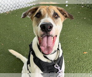 American Foxhound-Unknown Mix Dogs for adoption in Tavares, FL, USA
