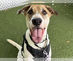 JETT - Male American Foxhound-Unknown Mix Dog for Adoption - Small photo