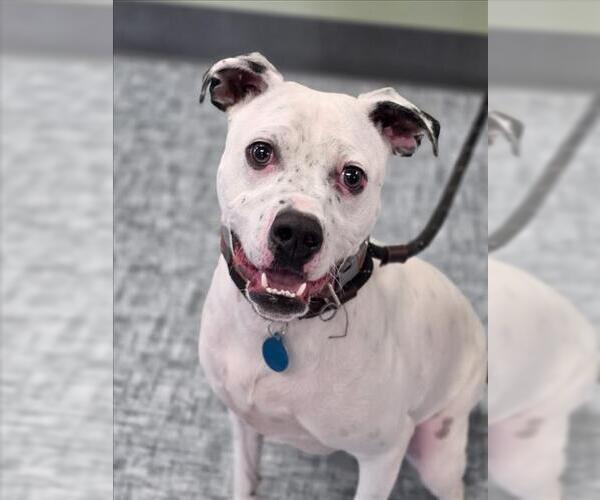 Medium Photo #1 Mutt Puppy For Sale in Fort Collins, CO, USA