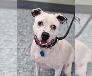 Mutt Dogs for adoption in Fort Collins, CO, USA