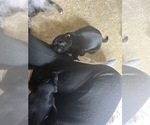 Small Photo #33 Frenchie Pug Puppy For Sale in BLOOMINGTON, IL, USA
