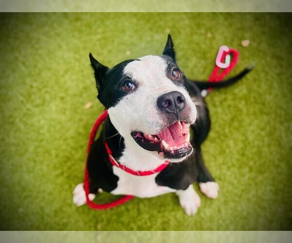 Medium Photo #1 American Pit Bull Terrier Puppy For Sale in Orlando, FL, USA