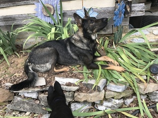 Mother of the German Shepherd Dog puppies born on 05/11/2017