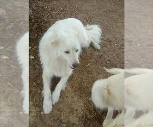Sugar - Female Great Pyrenees Dog for Adoption - Photo #4