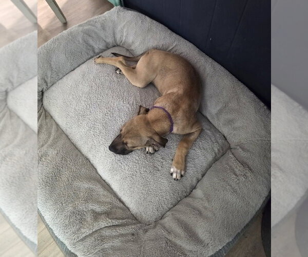 Medium Photo #4 Mountain Cur-Unknown Mix Puppy For Sale in Boston, MA, USA