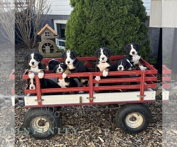 Medium Photo #2 Greater Swiss Mountain Dog Puppy For Sale in RONKS, PA, USA