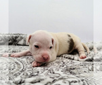 Small American Bully