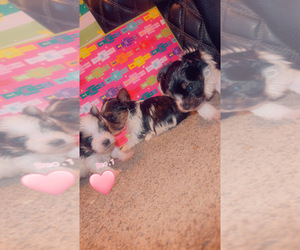 Yorkshire Terrier Puppy for sale in ROCKY MOUNT, NC, USA